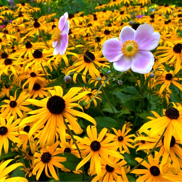 Meet your Posher, M - Picture 1 of 1